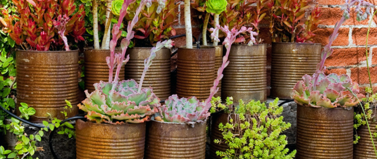 Plants in pots and containers
