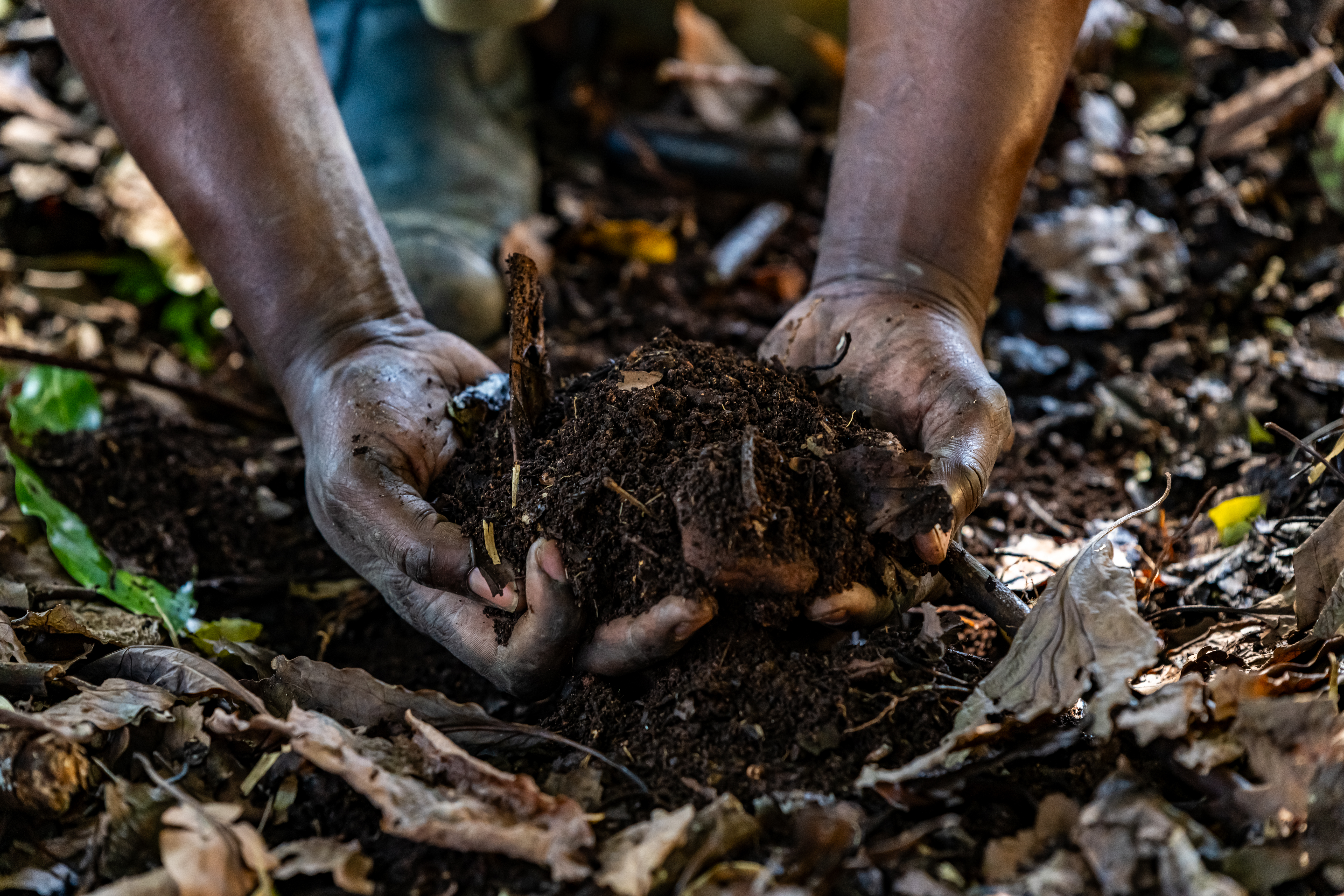 Compost improves soil structure and garden health