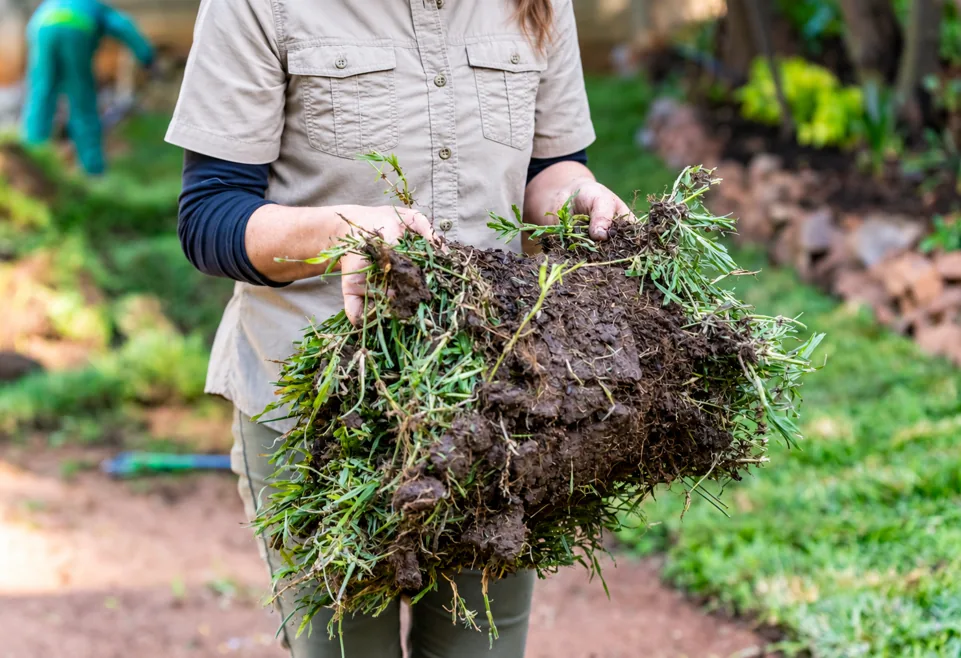 Close-up of a piece of lawn sod showing soil and roots