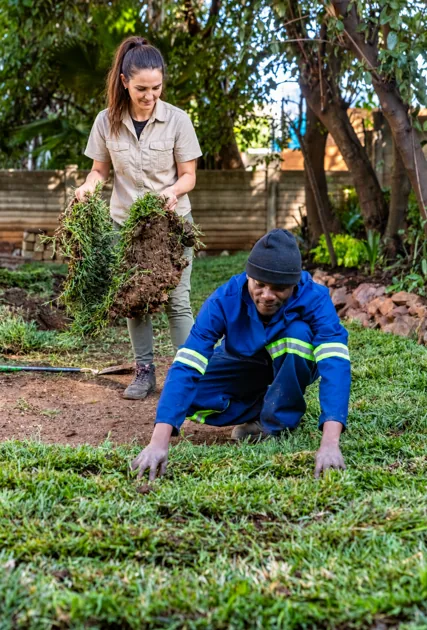Laying lawn sod tightly together on prepared soil